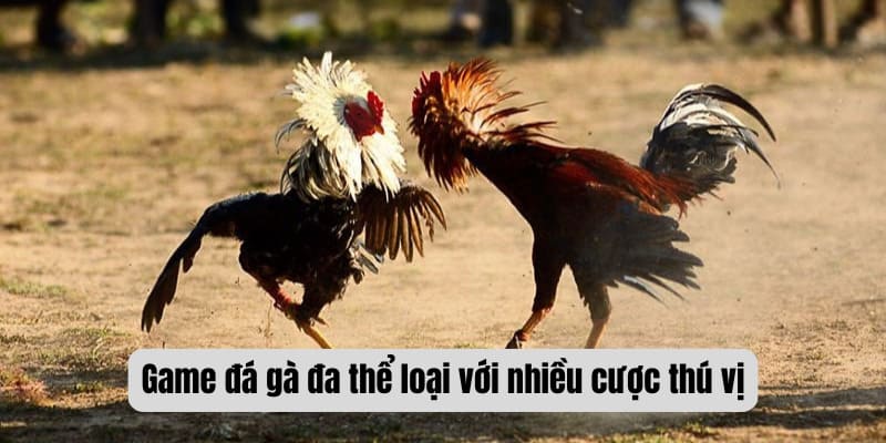 Game đá gà đa thể loại với nhiều cược thú vị 